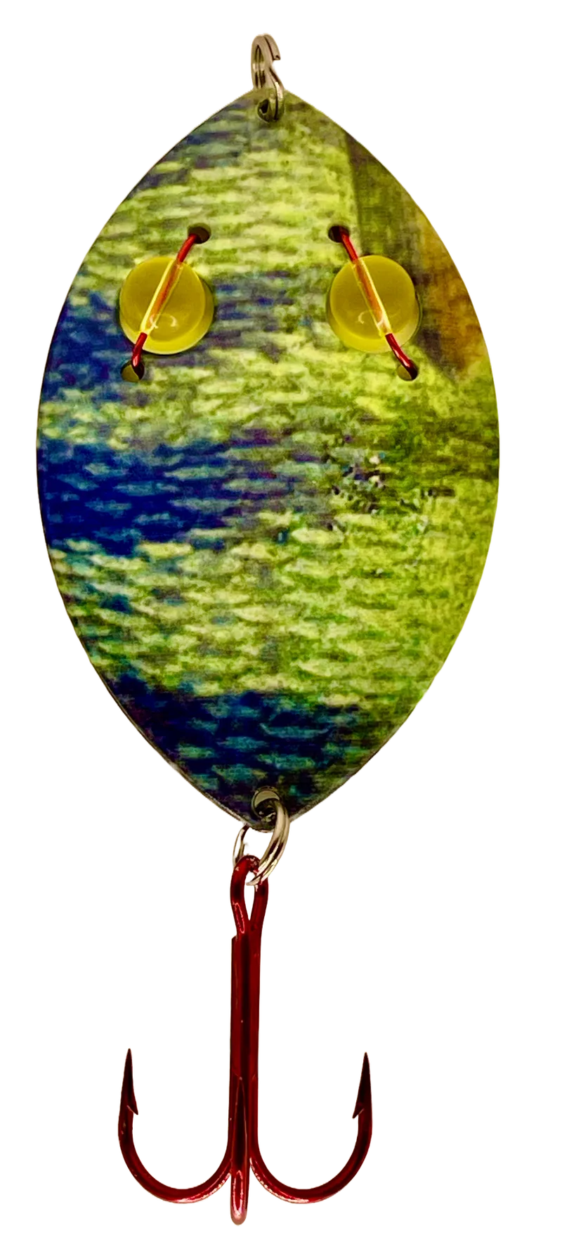 BLEEDING EYE PERCH
