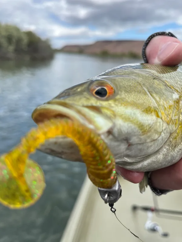 RIPPLE BAITS
