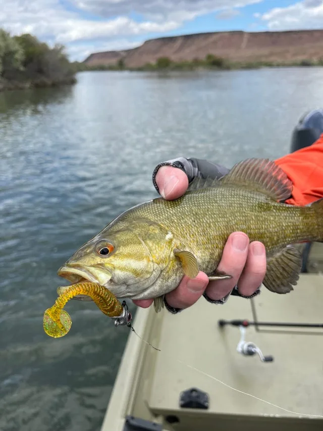 SOFT BAITS